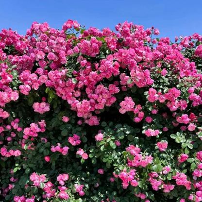 🌹Early Summer And Climbing Rose🌸