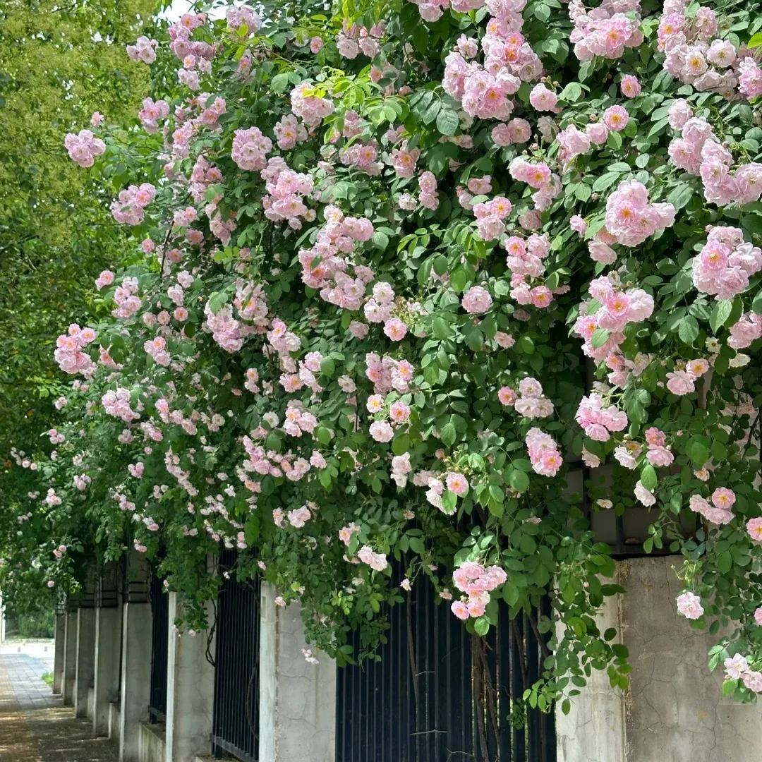 🌹Early Summer And Climbing Rose🌸