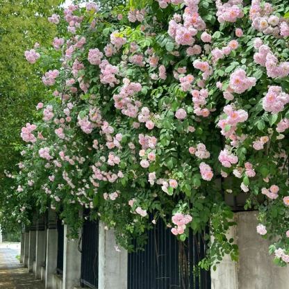 🌹Early Summer And Climbing Rose🌸