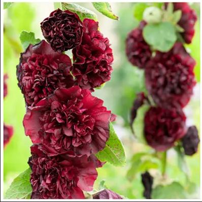🌸Double Flowered Hollyhock Seeds