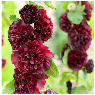 🌸Double Flowered Hollyhock Seeds