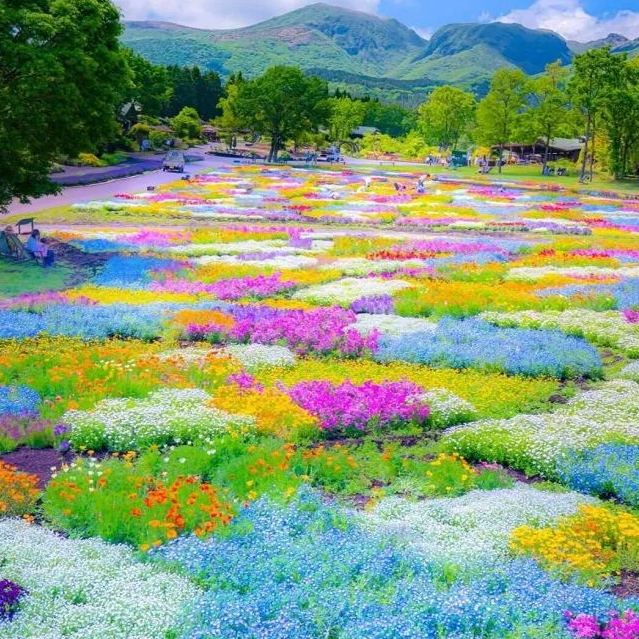 💐Mixed Summer Rainbow Flower Seeds