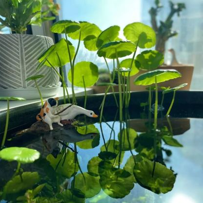 🍃Copper Money Grass-Air Purifying Plant for Harmful Substances