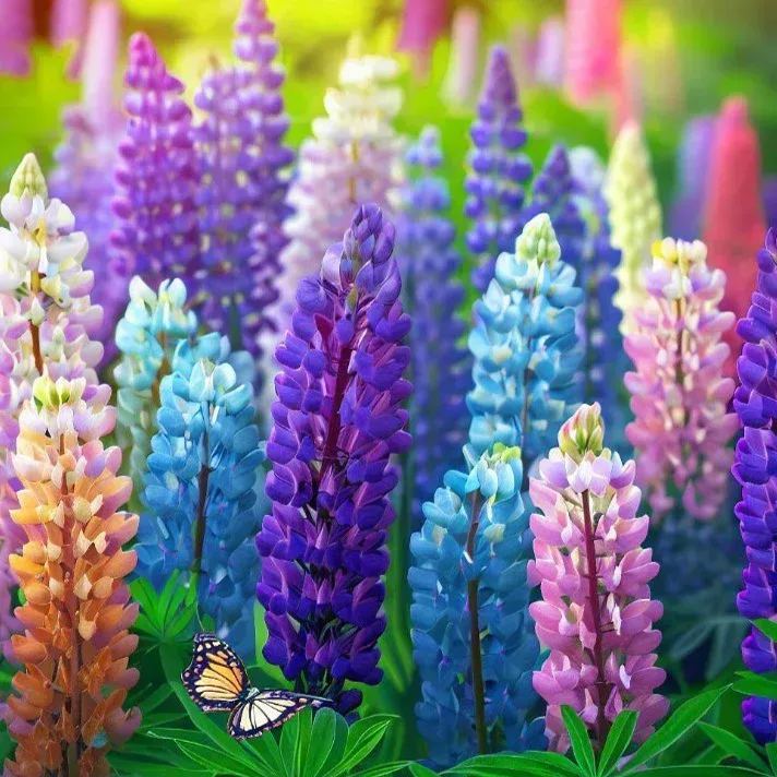🌺Lupine Flower Seeds-Add Vibrant Beauty to Your Garden