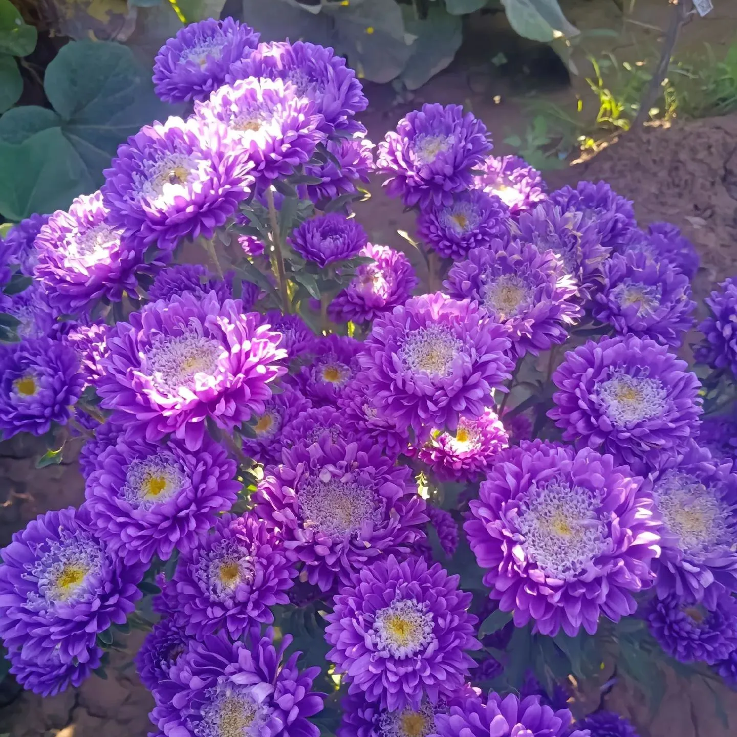 🌺Four Seasons Flower Seeds