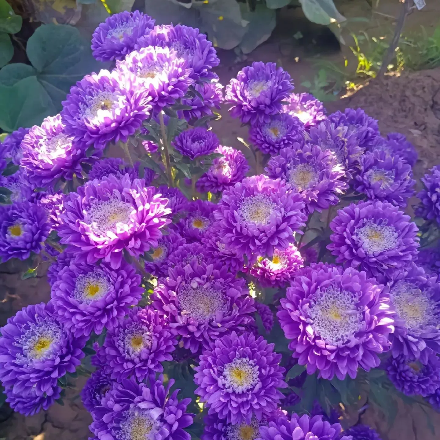 🌺Four Seasons Flower Seeds