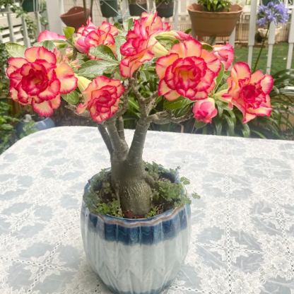 Rainbow Desert Rose Seeds