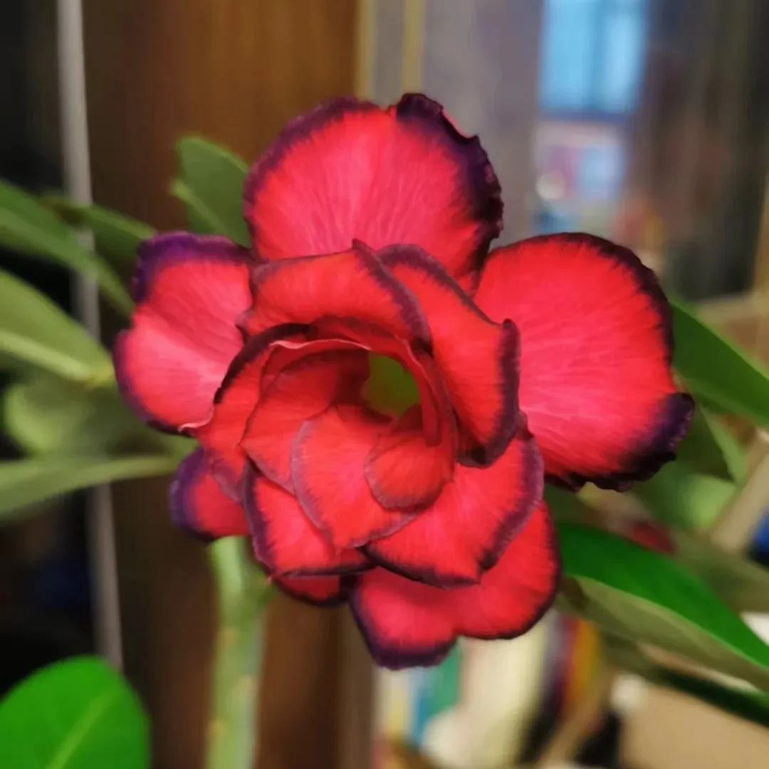Rainbow Desert Rose Seeds