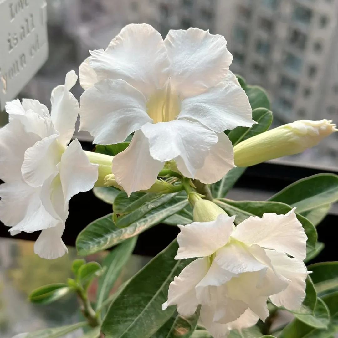 Rainbow Desert Rose Seeds