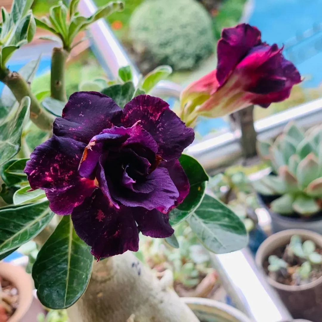 Rainbow Desert Rose Seeds
