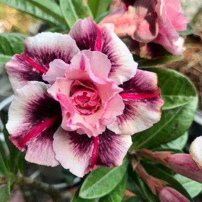 Rainbow Desert Rose Seeds