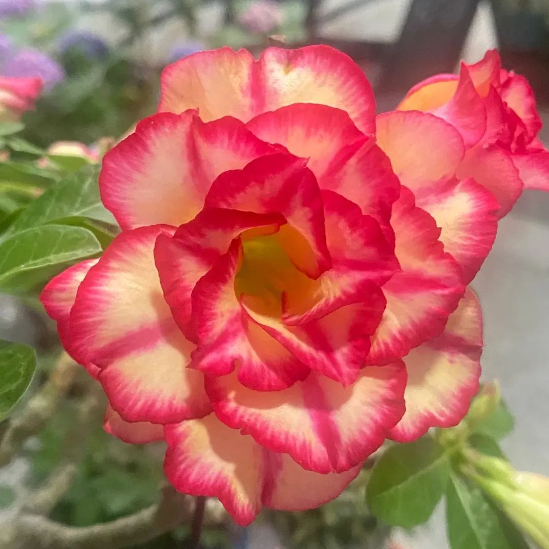 Rainbow Desert Rose Seeds