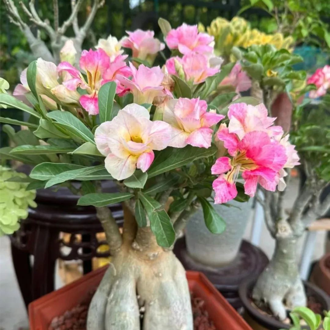 Rainbow Desert Rose Seeds