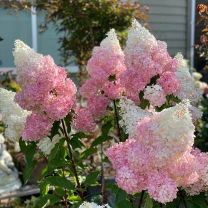🌼PERENNIAL HYDRANGEA SEEDS