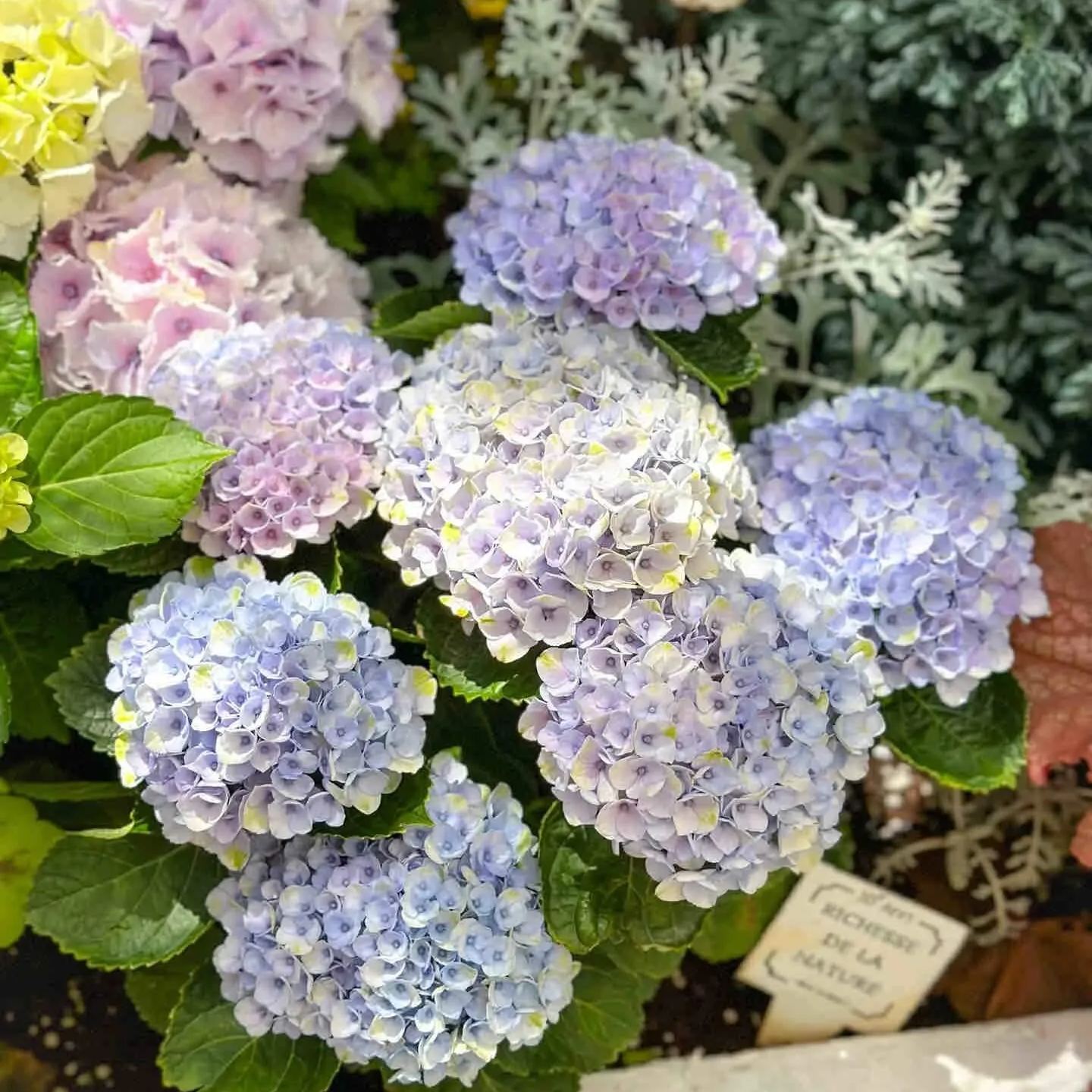 🌼PERENNIAL HYDRANGEA SEEDS