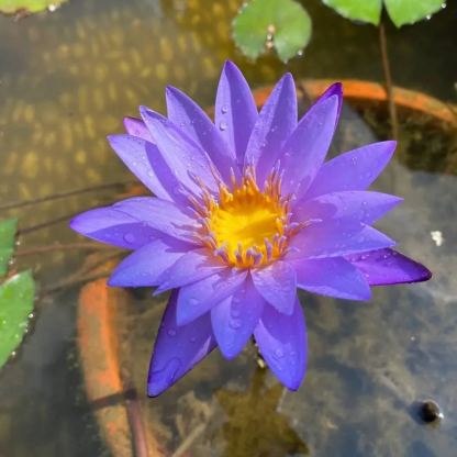 🌺BOWL LOTUS-RELIEVE STRESS