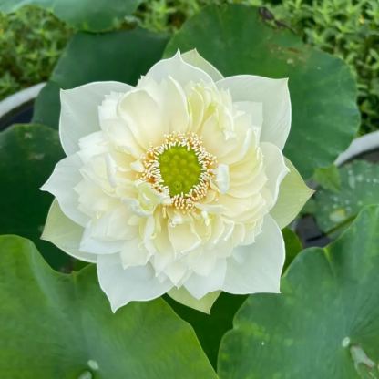 🌺BOWL LOTUS-RELIEVE STRESS