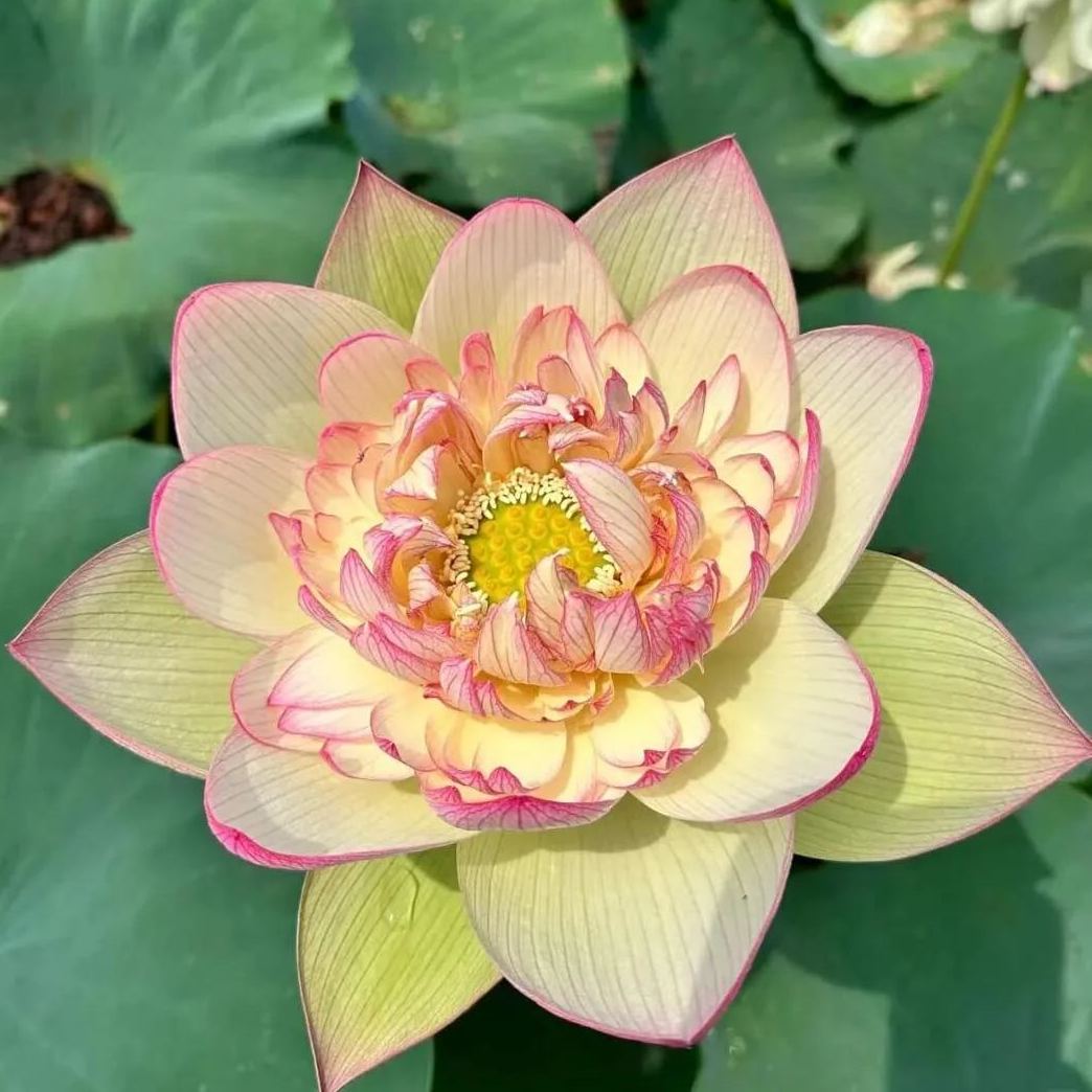 🌺BOWL LOTUS-RELIEVE STRESS