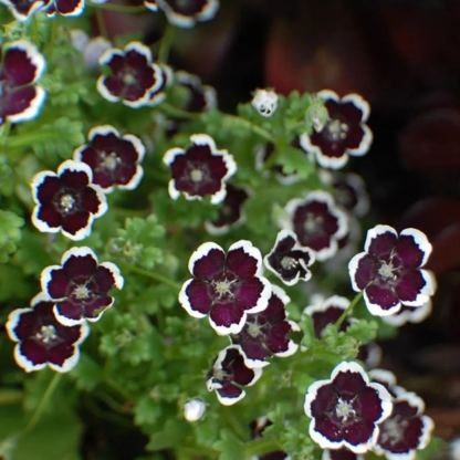 💙Baby-Blue-Eyes Seeds—Sky Color