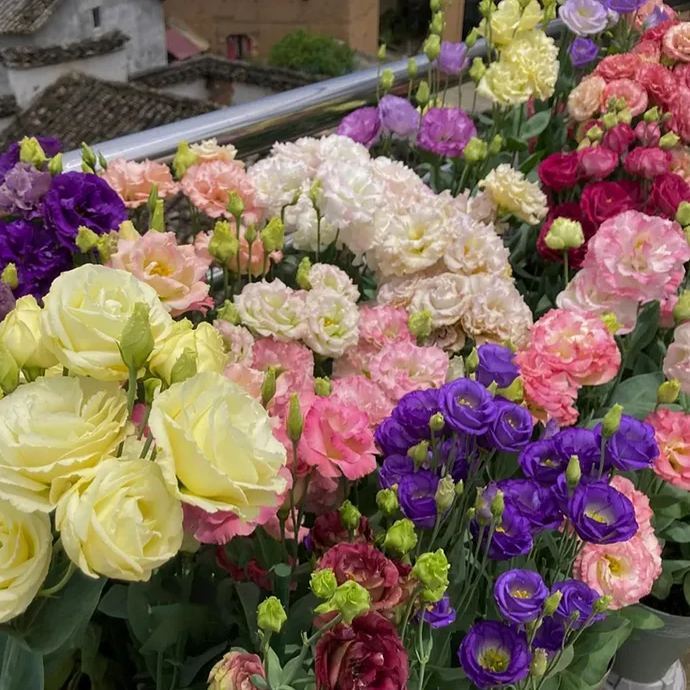 💐Lisianthus - Sincere Love