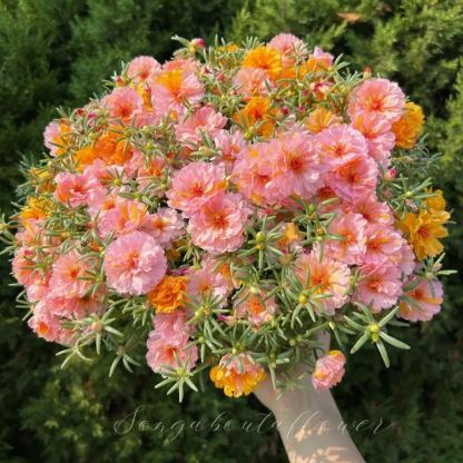 🌹10000 PCS-Moss Rose—Immortal Flower