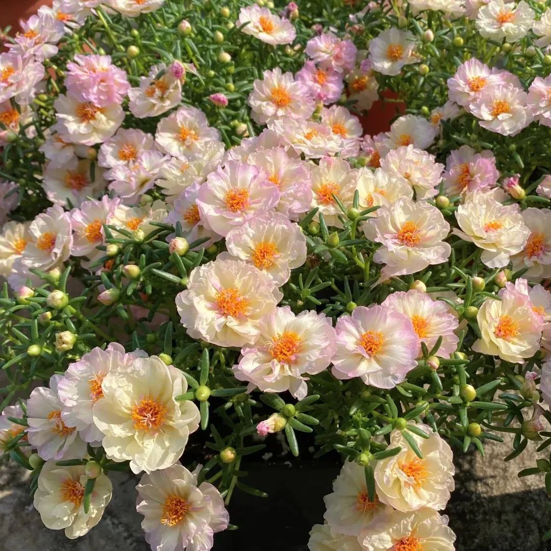 🌹10000 PCS-Moss Rose—Immortal Flower