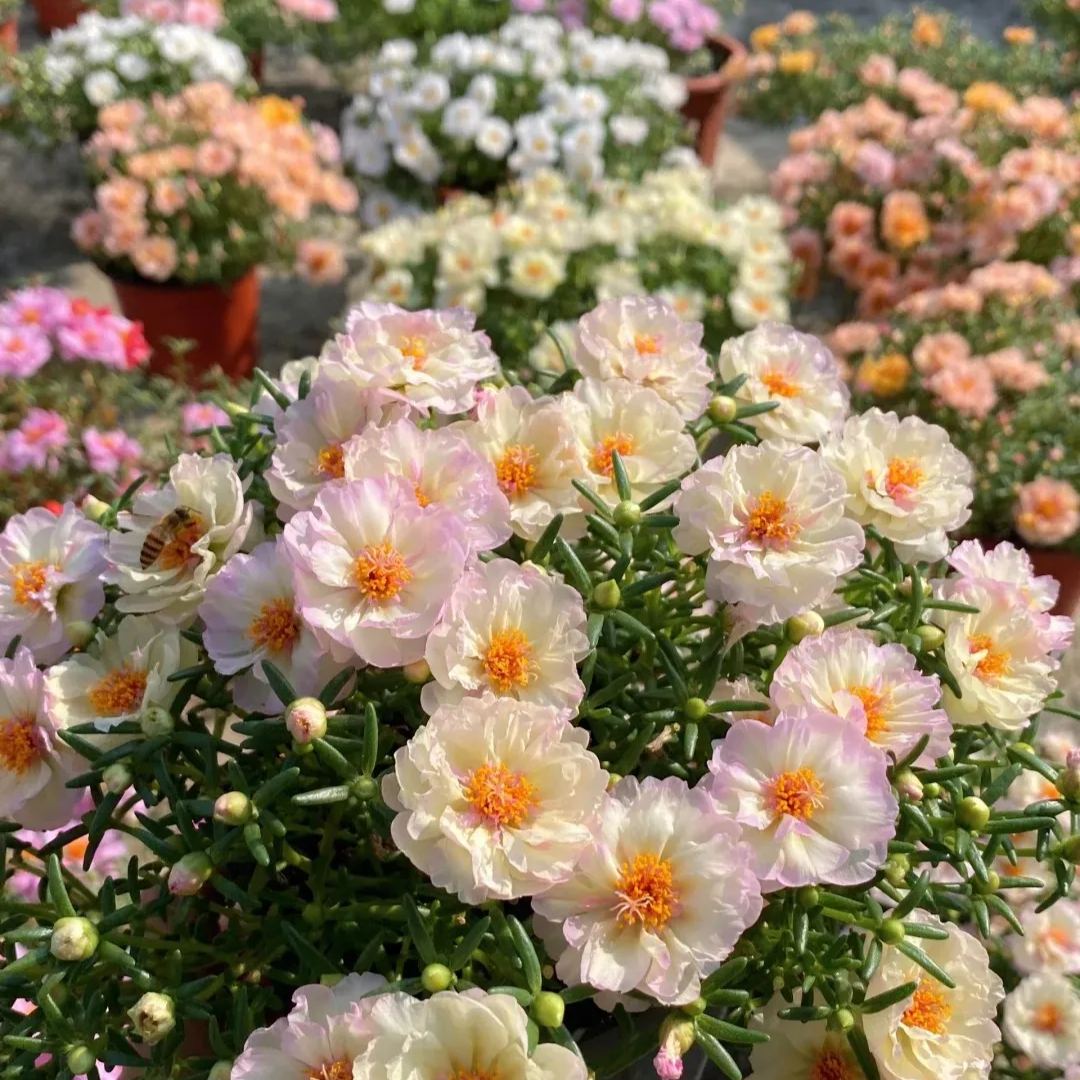 🌹10000 PCS-Moss Rose—Immortal Flower