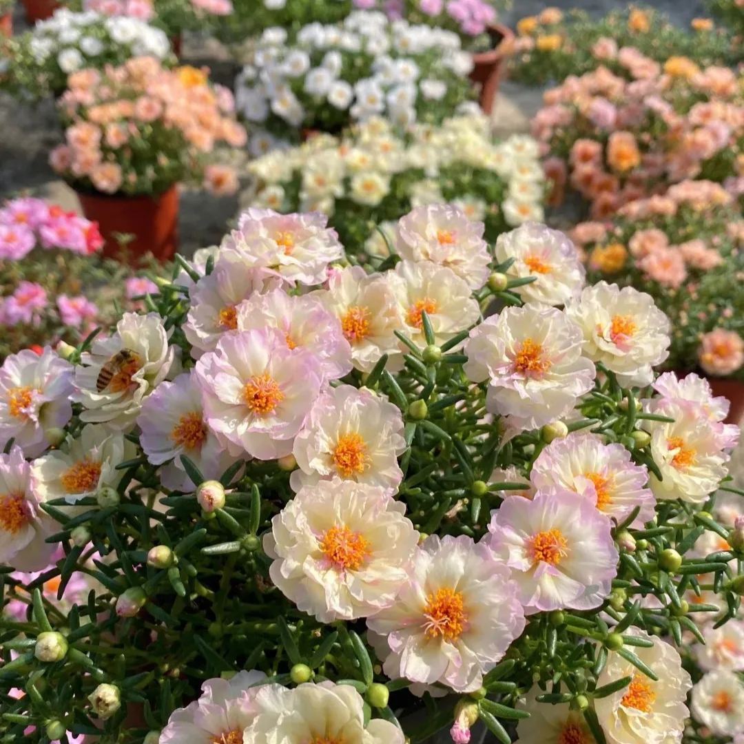 🌹10000 PCS-Moss Rose—Immortal Flower