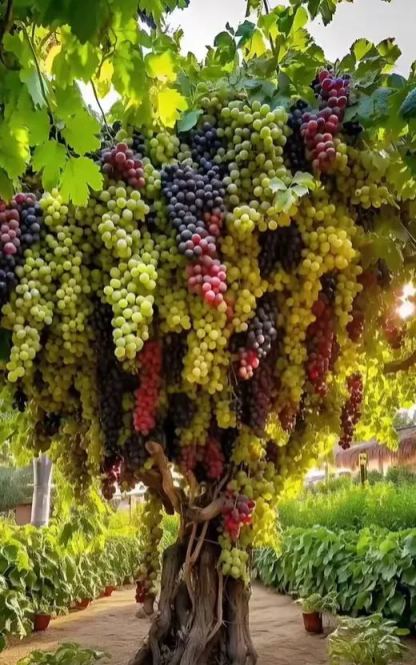 Giant Organic Crop Seeds