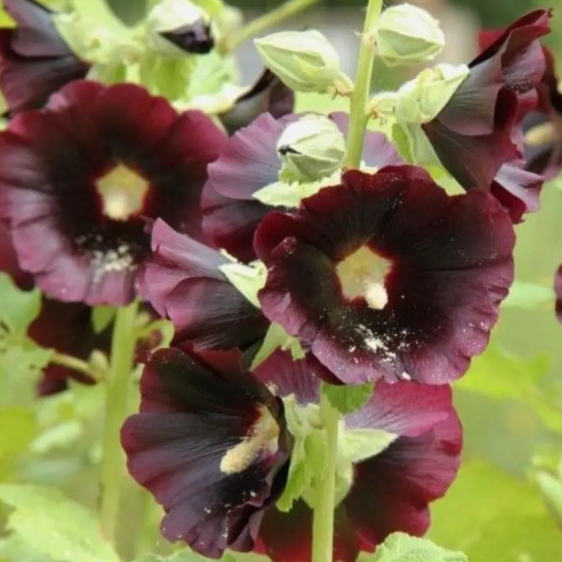 Rare Black and Red Bicolor Series Flower Seeds