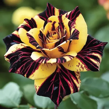 Scottish Green Rose-I only love you