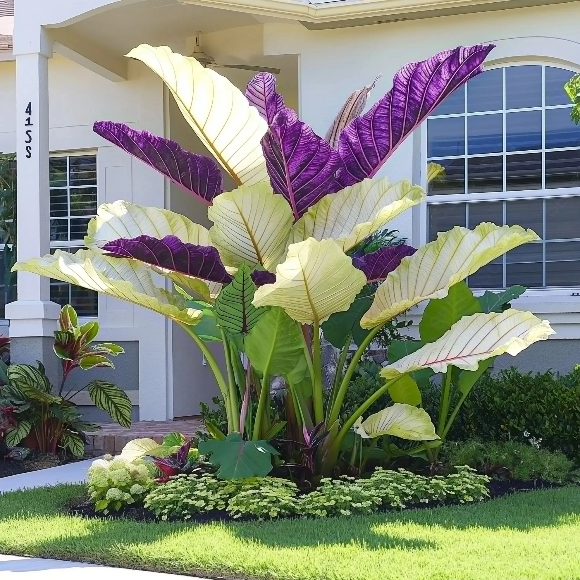 Giant Caladium Seeds