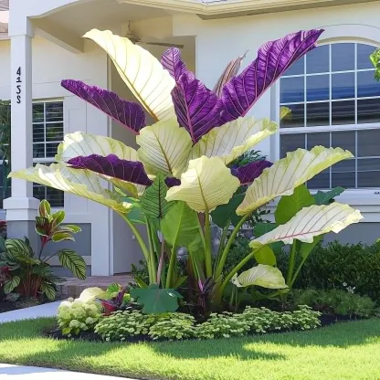 Giant Caladium Seeds