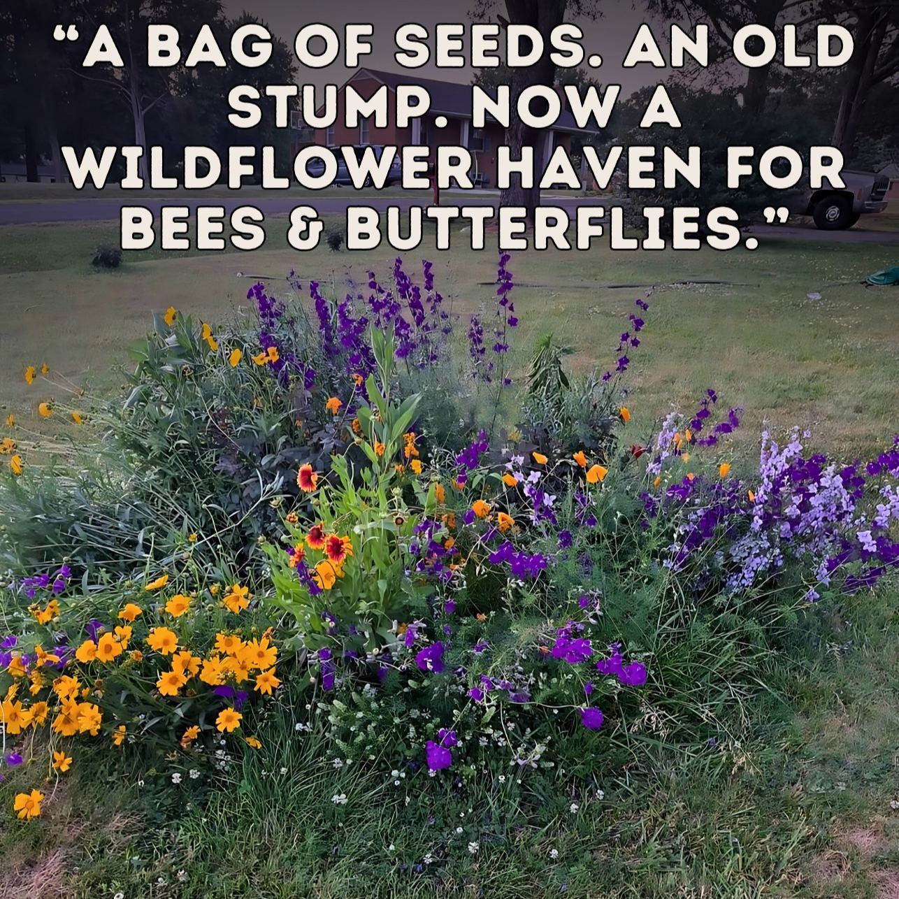 🌺Deer Resistant Wildflower Seed Mix🌈Heirloom Seeds