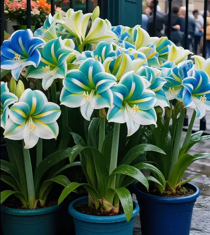 🌺Double-Petaled Perfume Amaryllis Bulbs