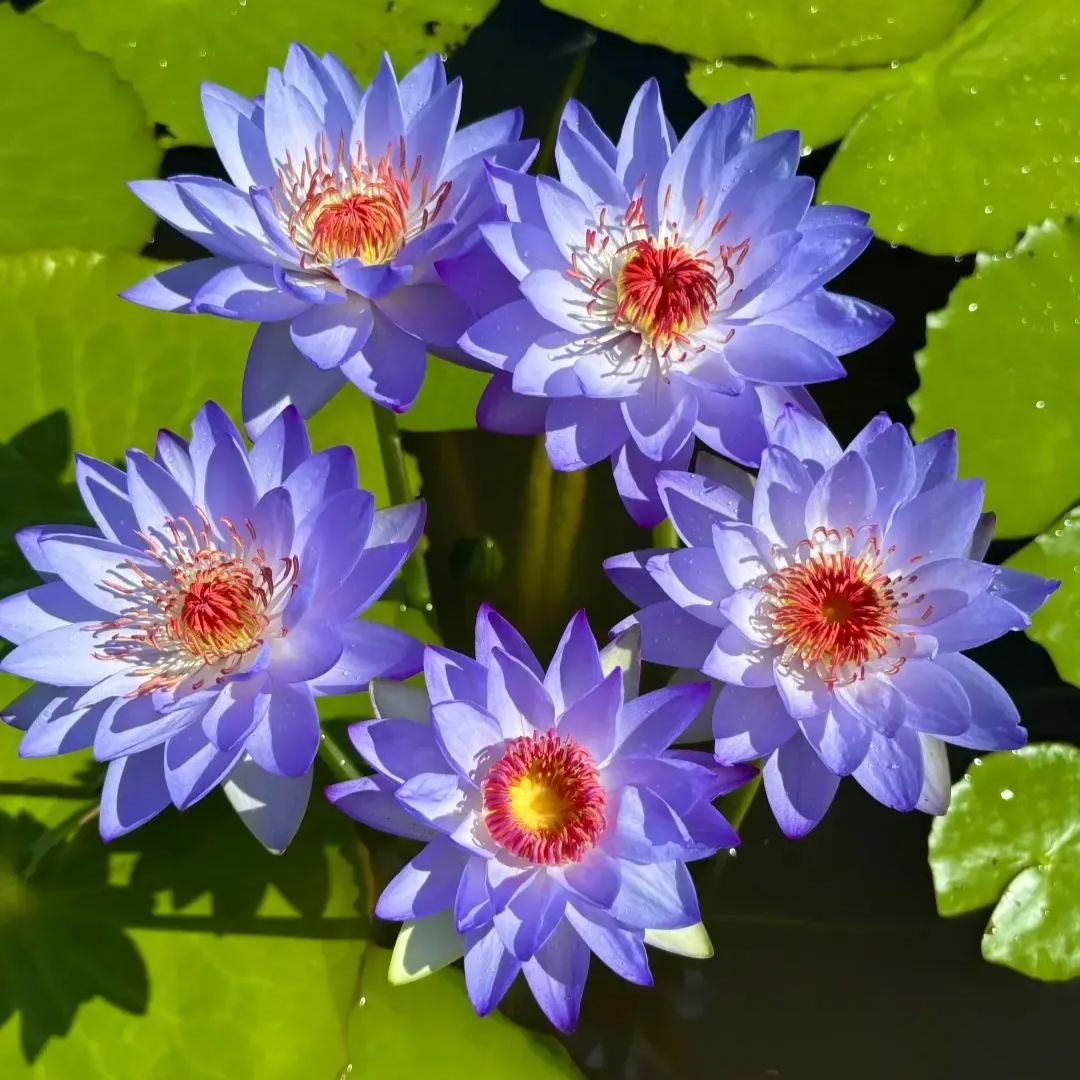 🌸Australian Waterlilies-Purity And Holiness