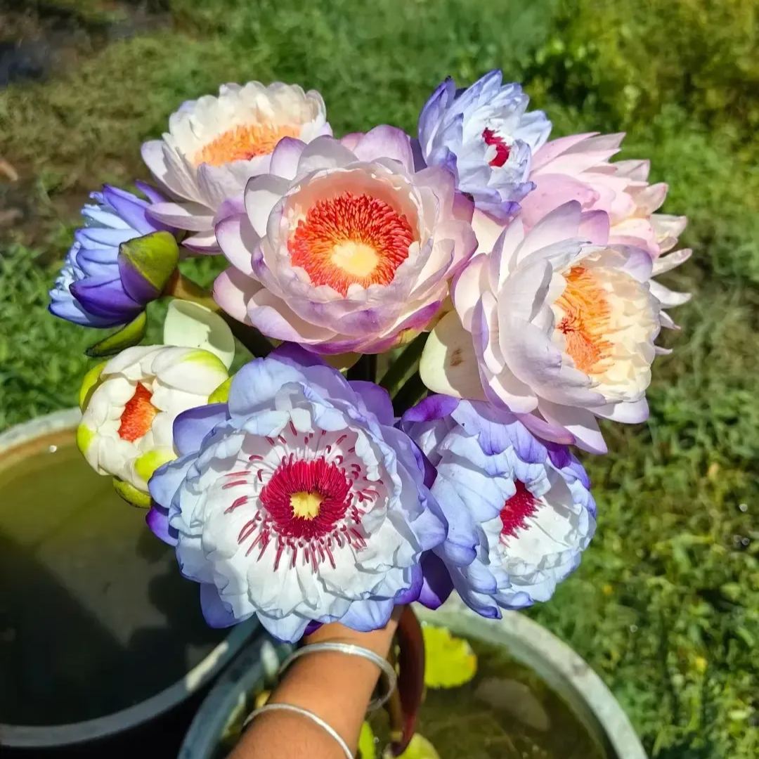 🌸Australian Waterlilies-Purity And Holiness