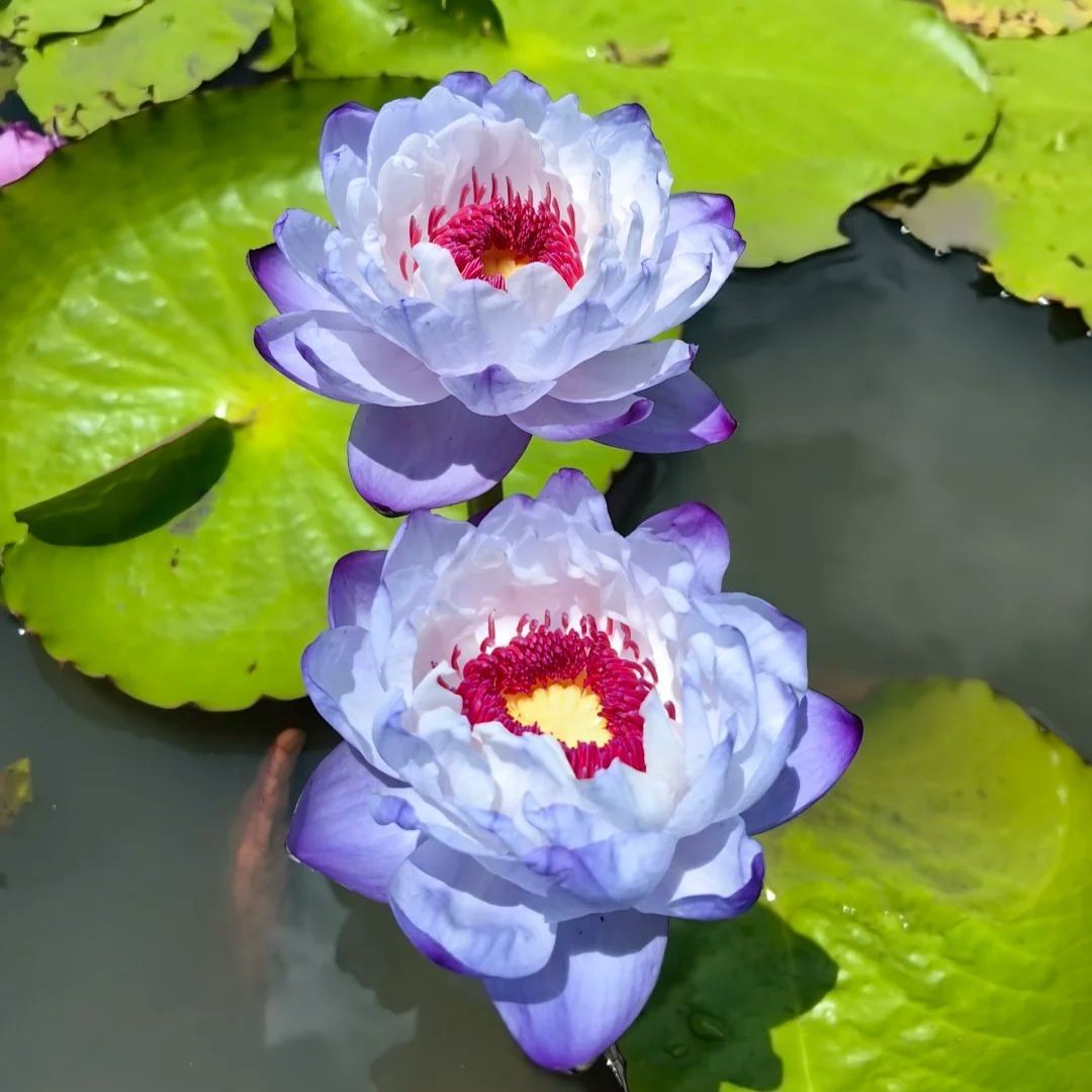 🌸Australian Waterlilies-Purity And Holiness