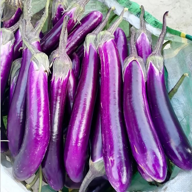 🍆Purple Eggplant Seeds