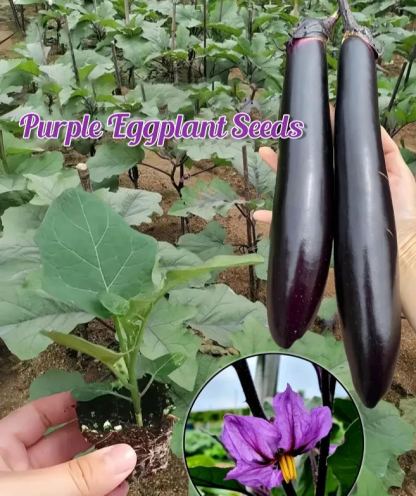 🍆Purple Eggplant Seeds