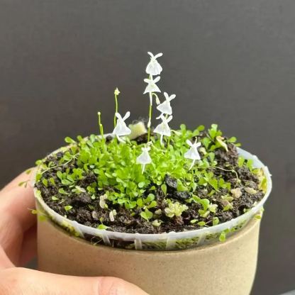 Soft And Cute Cold Killer-Bladderwort Flower Seeds