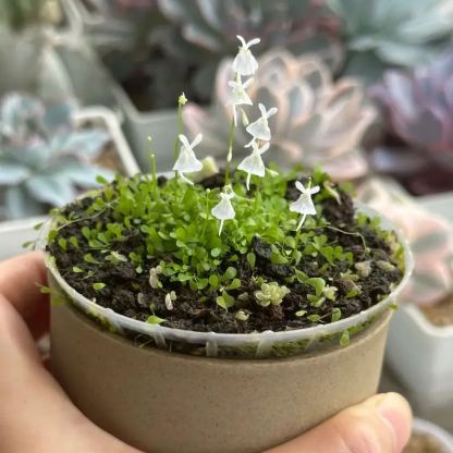 Soft And Cute Cold Killer-Bladderwort Flower Seeds