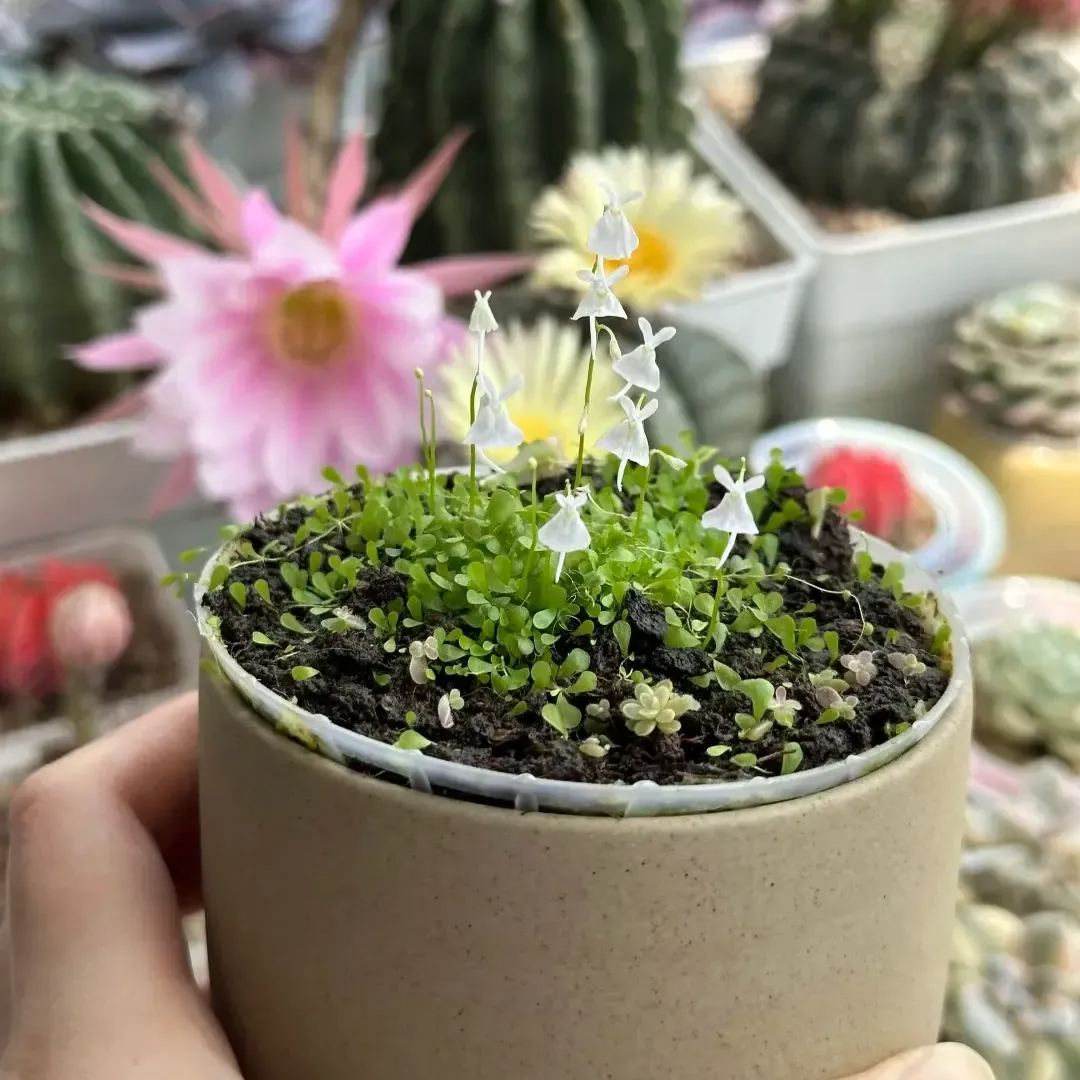 Soft And Cute Cold Killer-Bladderwort Flower Seeds