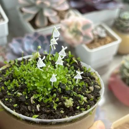 Soft And Cute Cold Killer-Bladderwort Flower Seeds