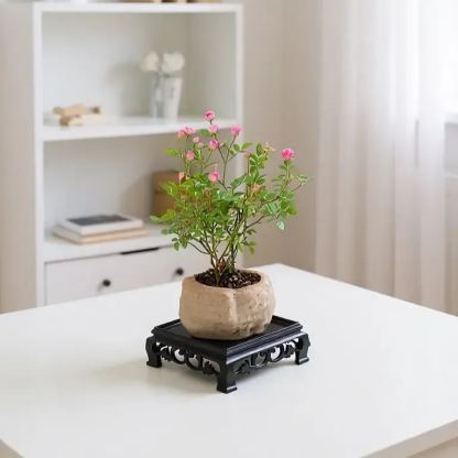 🌱Kiji Miniature Rose: Even a small pot can produce abundant blooms