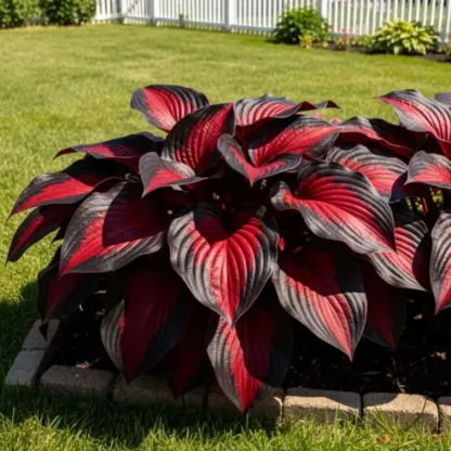 🔥Glow-in-the-Dark Garden Magic: Rare Black Red Flame Hostas Seeds