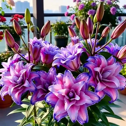 Black Magic Lily🌺Perfume Lily Bulbs—Fresh and Sweet
