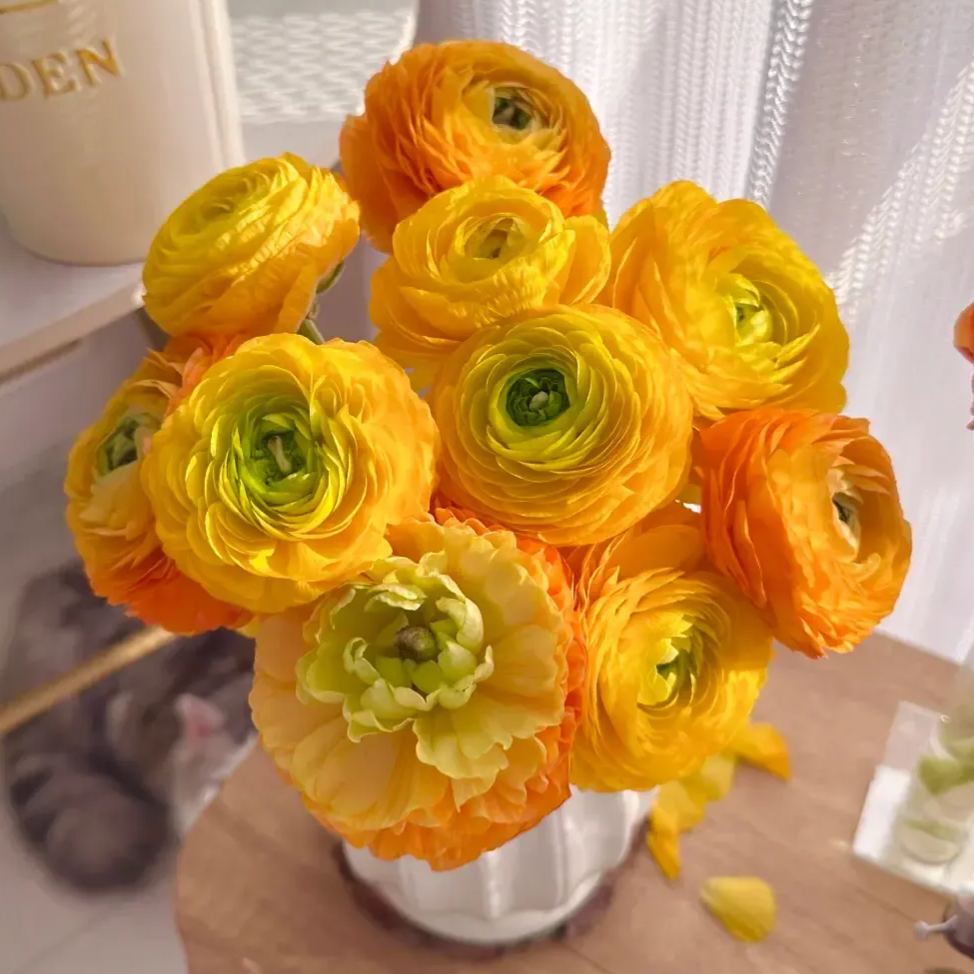 🌸An elegant sprite in the garden | Ranunculus | One bulb can fill an entire pot