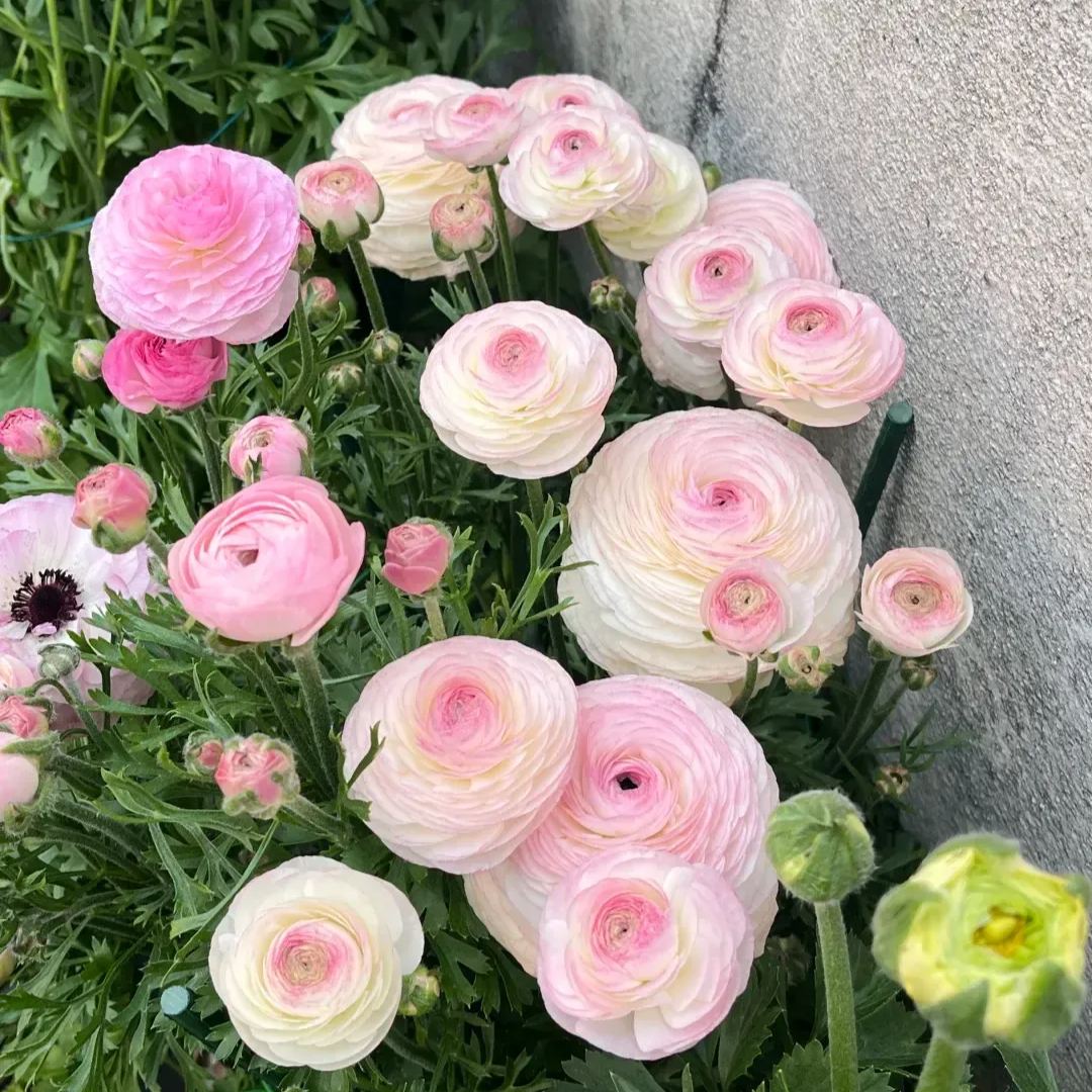 🌸An elegant sprite in the garden | Ranunculus | One bulb can fill an entire pot