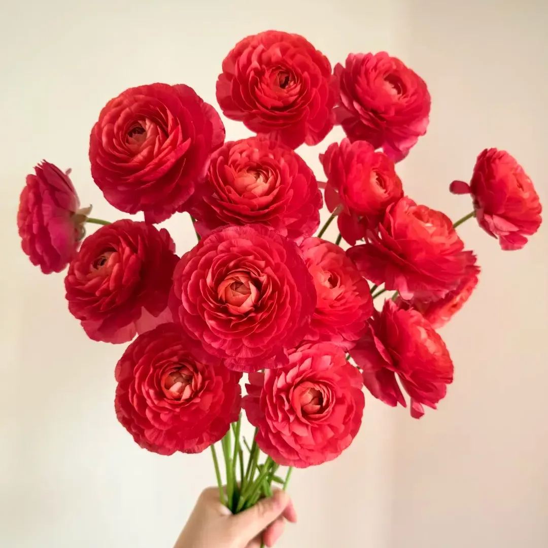 🌸An elegant sprite in the garden | Ranunculus | One bulb can fill an entire pot